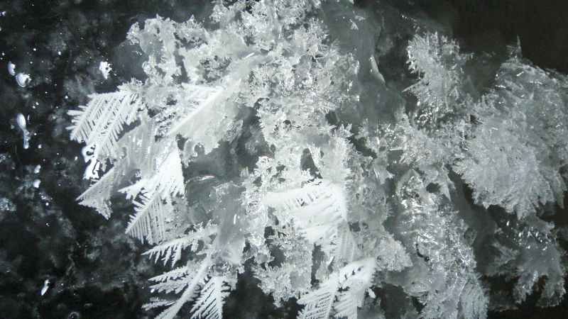 Illustration for article titled Did You Know that These Strange Fields of Ice Flowers Exist At Sea?